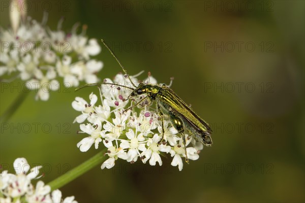 Swollen-thighed Beetle (Oedemera nobilis)