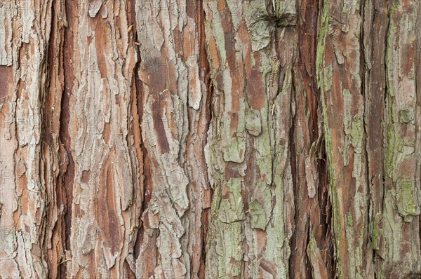 Bark of a California incense cedar (Calocedrus decurrens)