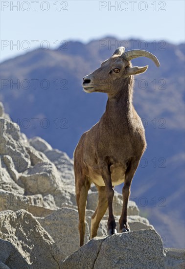 Bighorn Sheep (Ovis canadensis)