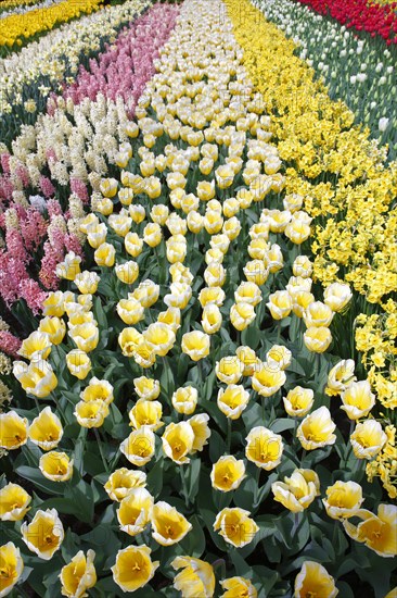Colorful flower bed with spring flowering plants
