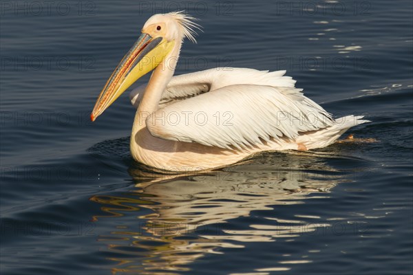 Great White Pelican (Pelecanus onocrotalus)