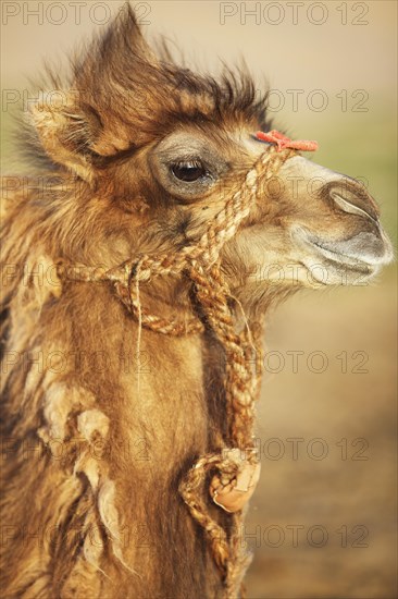 Bactrian Camel (Camelus ferus)