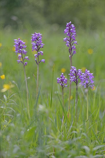 Military Orchid (Orchis militaris)