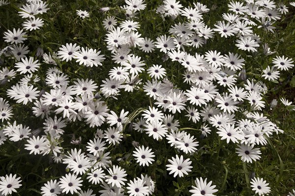 Cape marguerite (Osteospermum ecklonis)