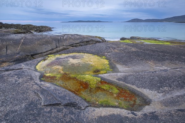 Small tidal pool on a rock