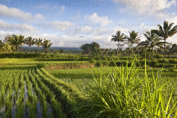 Rice paddy with palm trees