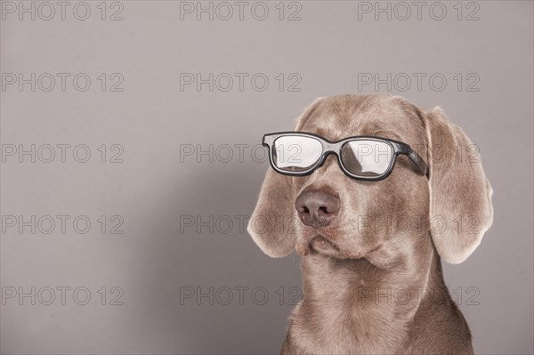 Weimaraner dog with glasses