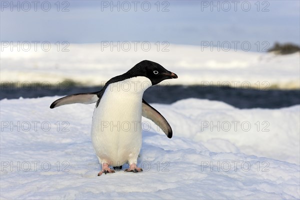 Adelie Penguin (Pygoscelis adeliae)