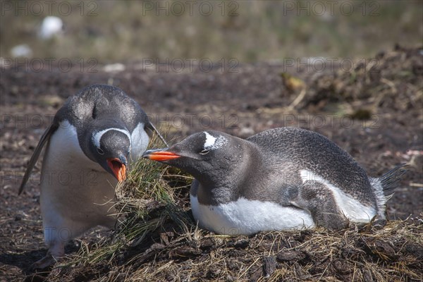 Gentoo penguins (Pygoscelis papua) breeding on the nest