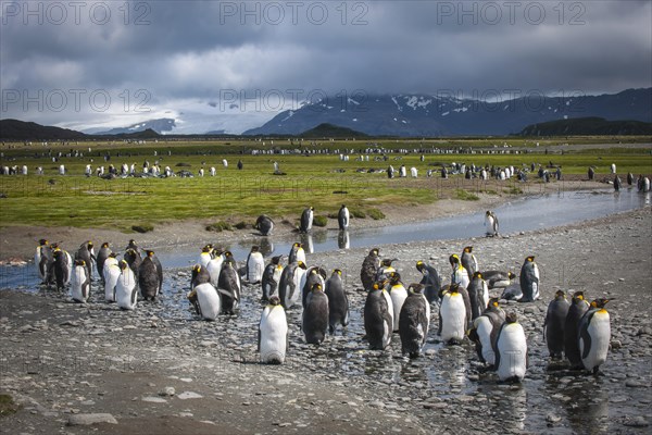 A colony of King Penguins (Aptenodytes patagonicus)