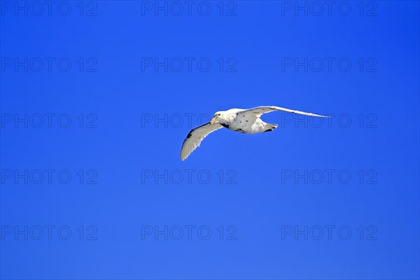 Giant Petrel (Macronectes giganteus)