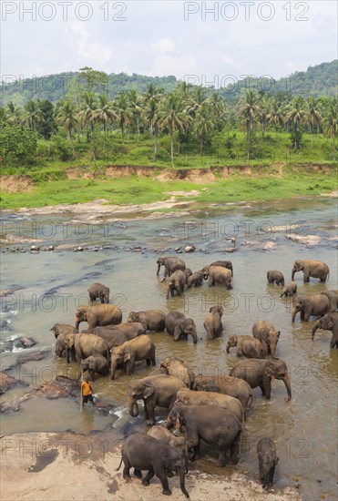 Herd of Asian elephants (Elephas maximus) from the Pinnawala Elephant Orphanage bathing in the Maha Oya river