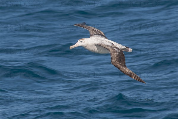 Wandering Albatross (Diomedea exulans)