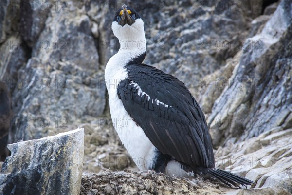 Blue-eyed Shag or Imperial Shag (Phalacrocorax atriceps) at its nesting site