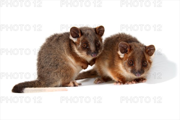 Common Ringtail Possums (Pseudocheirus peregrinus)