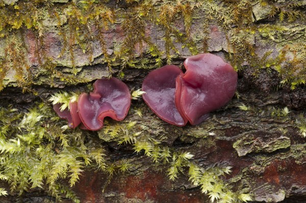 Purple Jellydisc (Ascocoryne sarcoides)