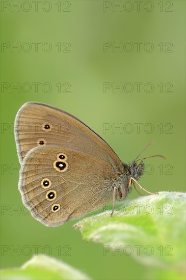 Ringlet (Aphantopus hyperantus)