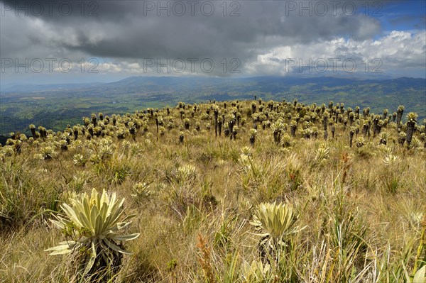 Frailejon or Fraylejon (Espeletia pycnophylla) plants in the paramo landscape