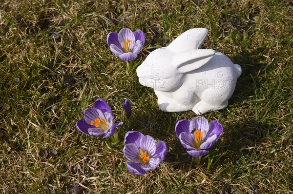 White ceramic Easter Bunny and crocuses