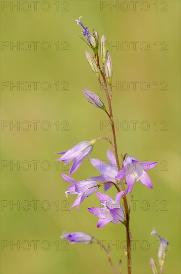 Rampion Bellflower (Campanula rapunculus)