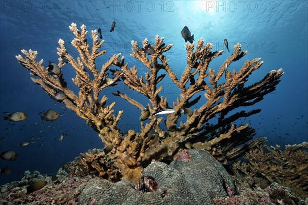 Stony Coral (Acropora sp.)