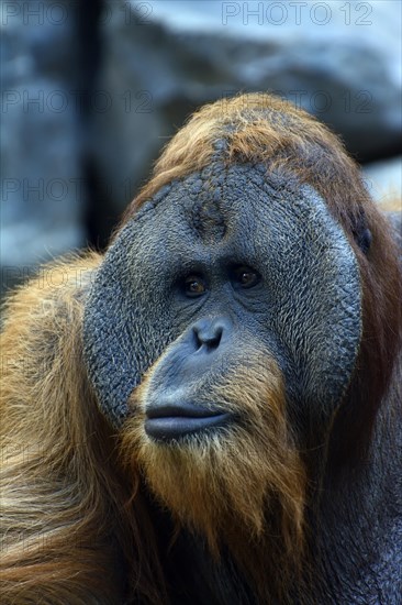 Sumatran Orangutan (Pongo abelii)