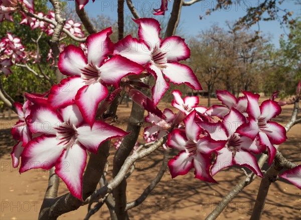 Impala Lily (Adenium multiflorum)