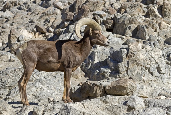 Bighorn Sheep (Ovis canadensis)