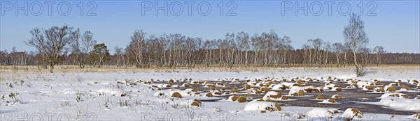 Winter in Duvenstedter Brook Nature Reserve