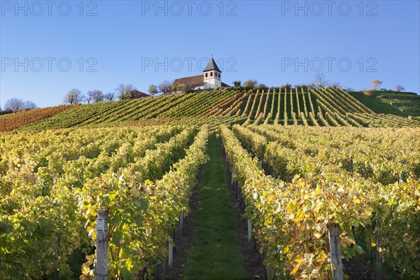 Vineyard in autumn with Michaelsberg hill and St Michael's Church