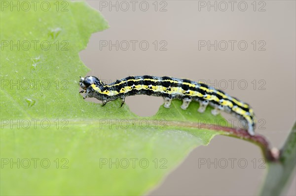 Caterpillar