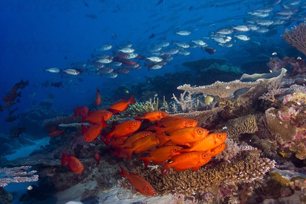 School of Lunar-tailed Bigeye or Moontail Bullseye (Priacanthus hamrur) in a coral reef