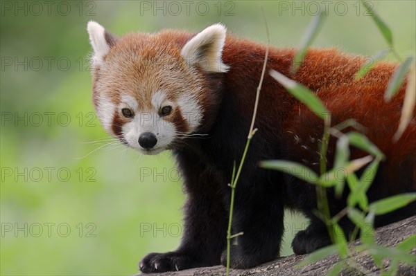 Red Panda (Ailurus fulgens)