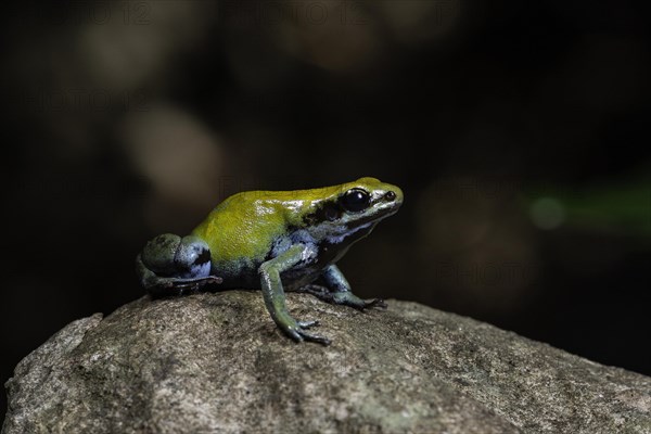 Green mantella (Mantella viridis)