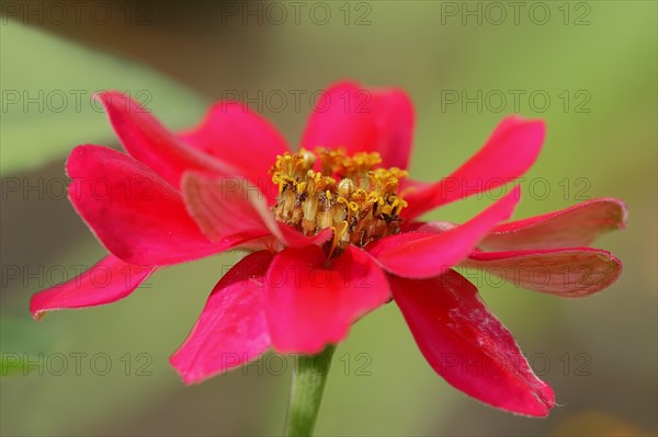 Common Zinnia (Zinnia elegans