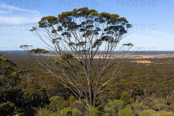Dundas Blackbutt tree (Eucalyptus dundasii)