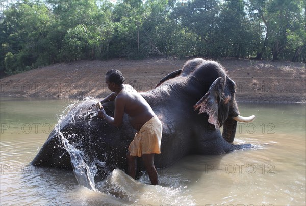 Mahout cleaning an Asian Elephant (Elephas maximus)