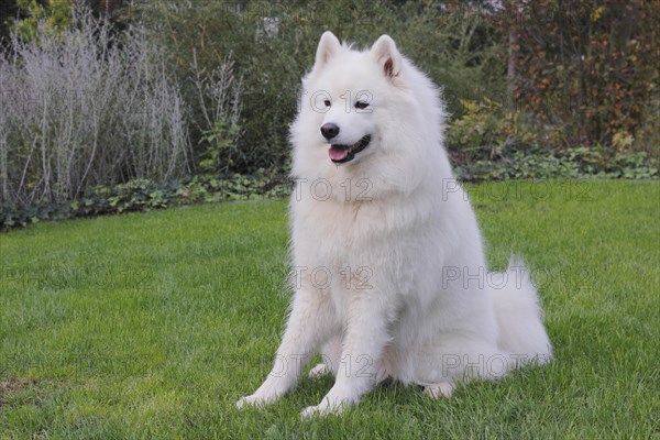 Samoyed dog sitting on grass