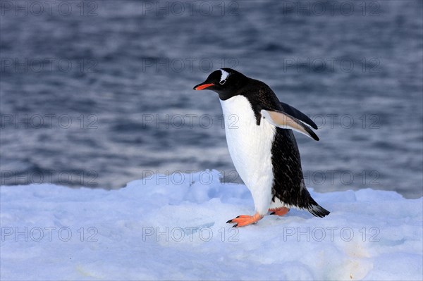 Gentoo Penguin (Pygoscelis papua)