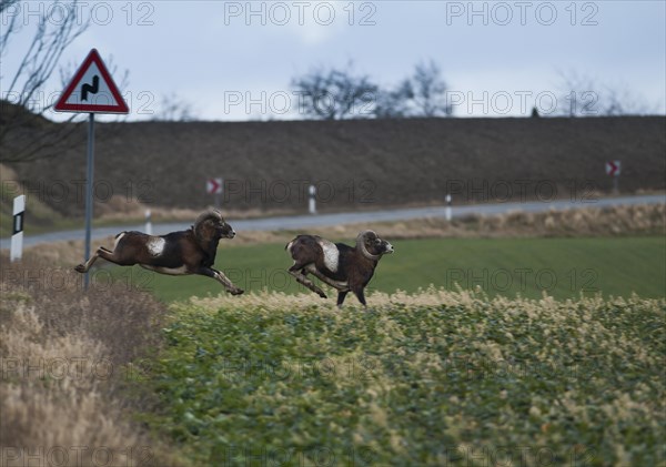 Wild mouflon (Ovis orientalis orientalis group) running over a road