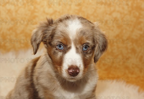 Miniature American Shepherd