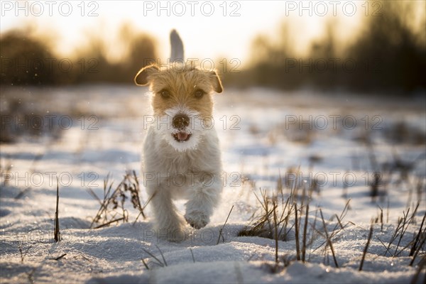 Young Jack Russell Terrier bitch walking over a snow-covered field in the morning light