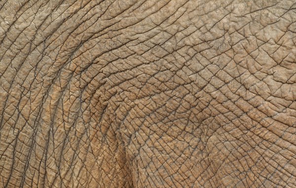 African Elephant (Loxodonta africana)