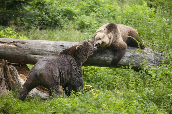 Brown Bears (Ursus arctos)