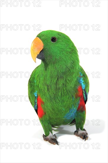 Eclectus Parrot (Eclectus roratus)