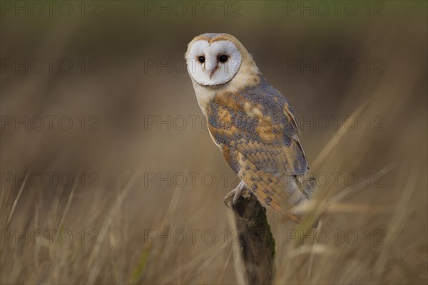 Barn Owl (Tyto alba)