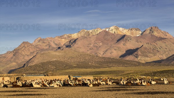 Llamas (Lama glama)