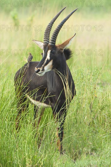 Sable Antelope (Hippotragus niger) in tall grass
