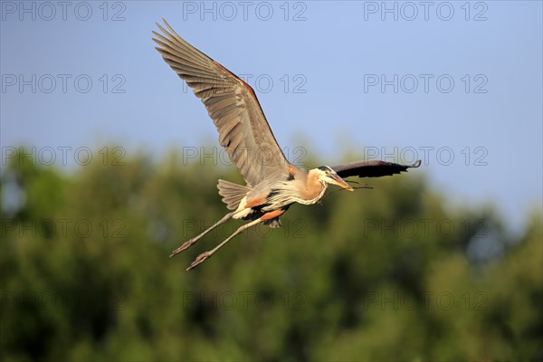 Great Blue Heron (Ardea herodias)