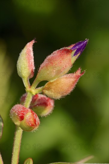 Princess Flower (Tibouchina urvilleana)